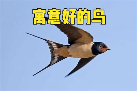 鴿子進家門|俗語「兩鳥進宅，無禍也有災」，指哪2種鳥？為何進。